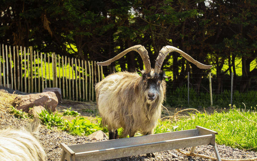 Old Irish Goat Project – Reviving Heritage for a Resilient Future 
