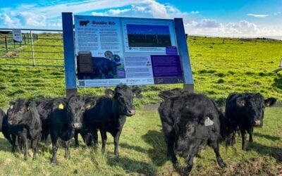 Buaile Bó Ballyloughane – a natural solution