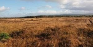 The Lixnaw Bog Conservation Project