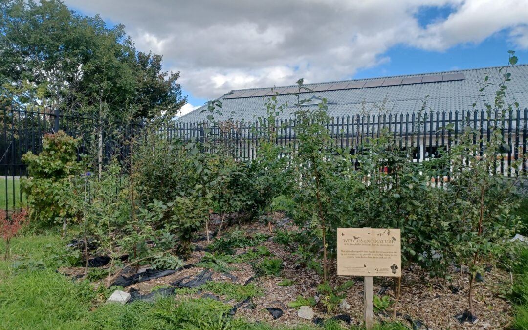 Pocket Forests – bringing nature into towns