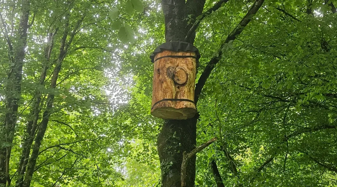 Boomtreebees – from tiny creatures to a BIG result