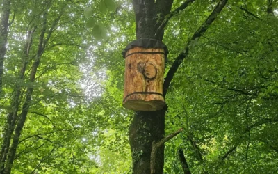Boomtreebees – from tiny creatures to a BIG result