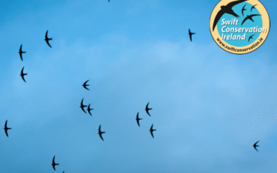 Swift Conservation: a once common bird being brought back