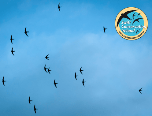 Swift Conservation: a once common bird being brought back